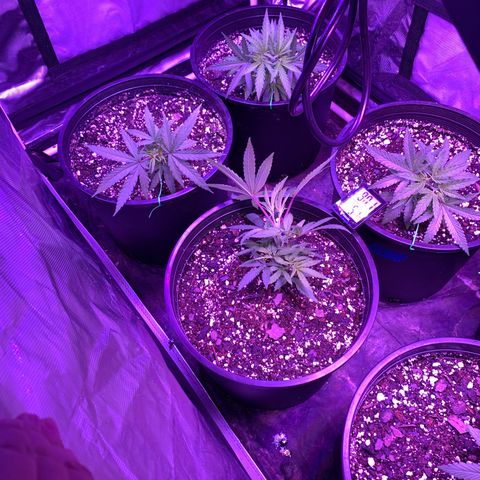 Blue Dream growlog timeline photo