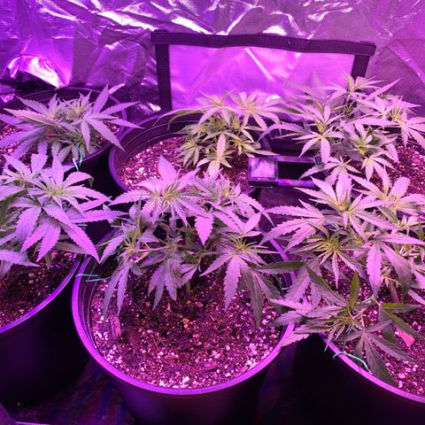 Blue Dream growlog timeline photo