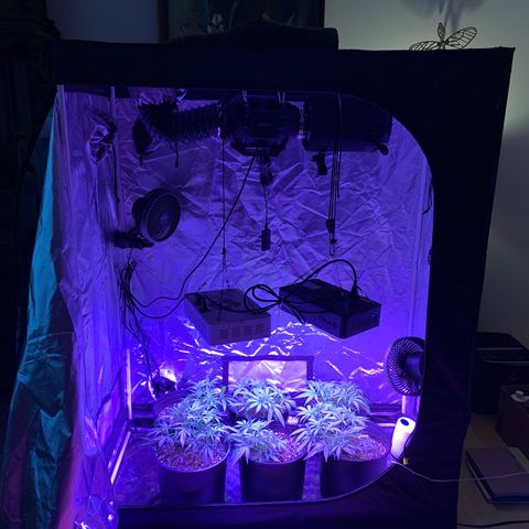Blue Dream growlog timeline photo