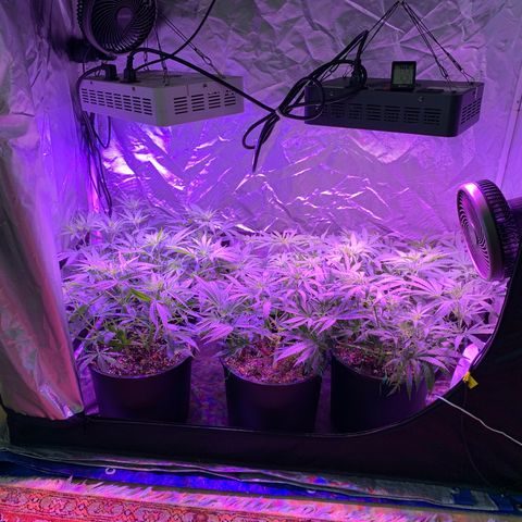 Blue Dream growlog timeline photo