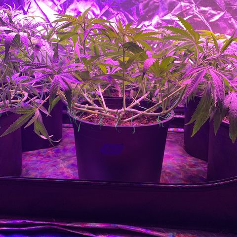 Blue Dream growlog timeline photo