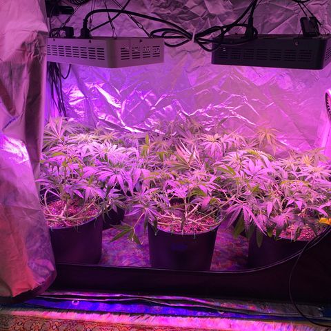 Blue Dream growlog timeline photo