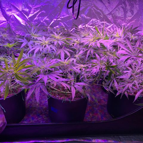 Blue Dream growlog timeline photo