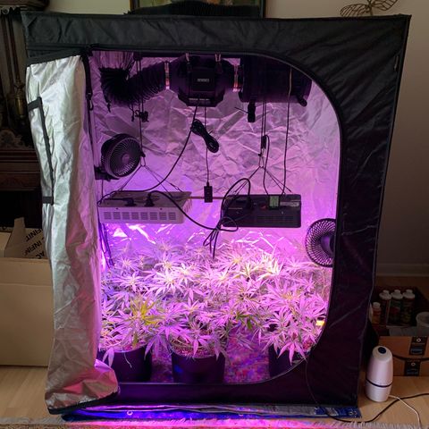 Blue Dream growlog timeline photo