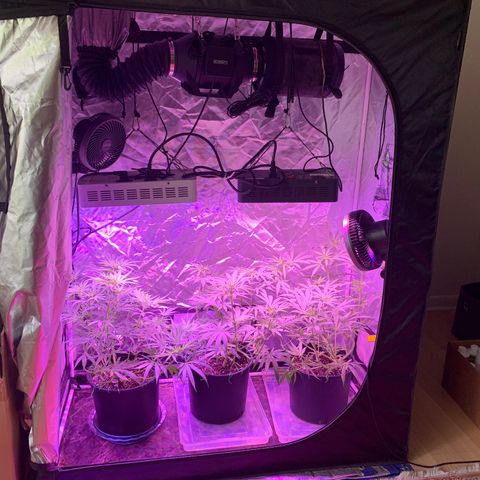 Blue Dream growlog timeline photo