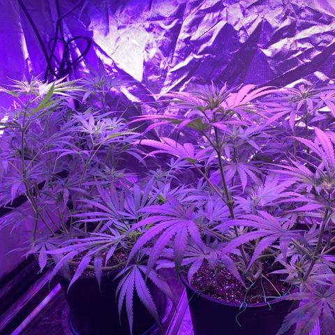 Blue Dream growlog timeline photo
