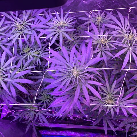 Blue Dream growlog timeline photo