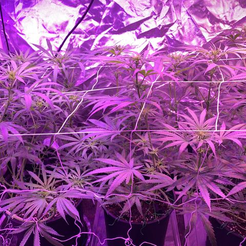 Blue Dream growlog timeline photo