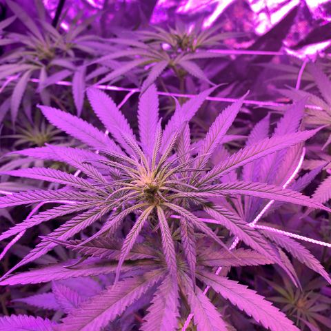Blue Dream growlog timeline photo