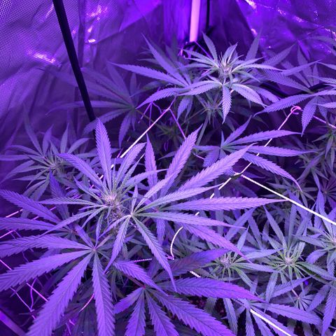 Blue Dream growlog timeline photo