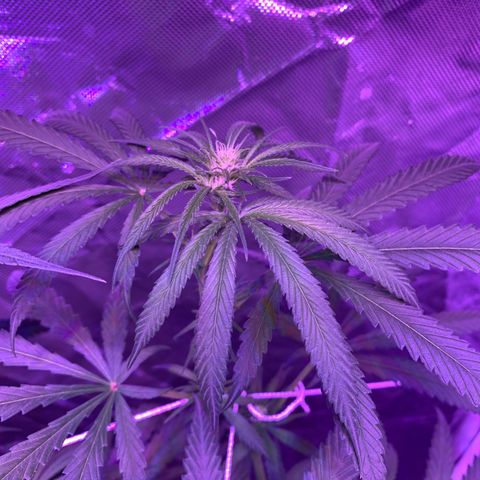 Blue Dream growlog timeline photo