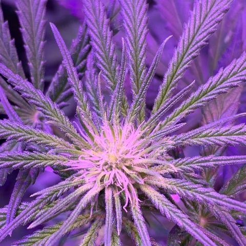 Blue Dream growlog timeline photo
