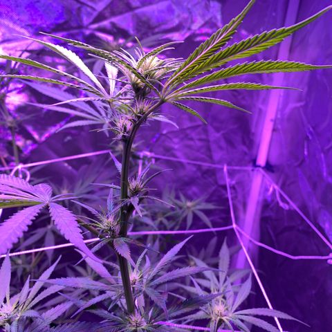 Blue Dream growlog timeline photo
