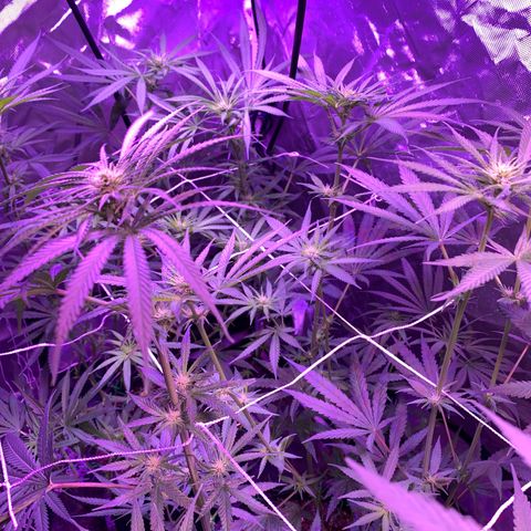 Blue Dream growlog timeline photo