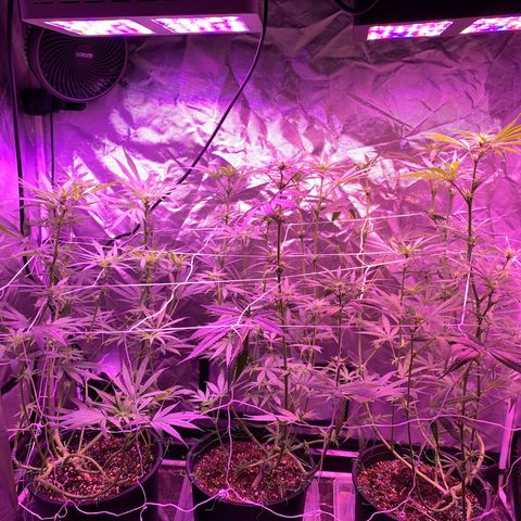 Blue Dream growlog timeline photo
