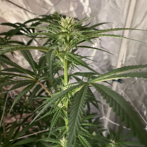 Blue Dream growlog timeline photo