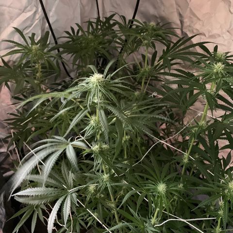 Blue Dream growlog timeline photo