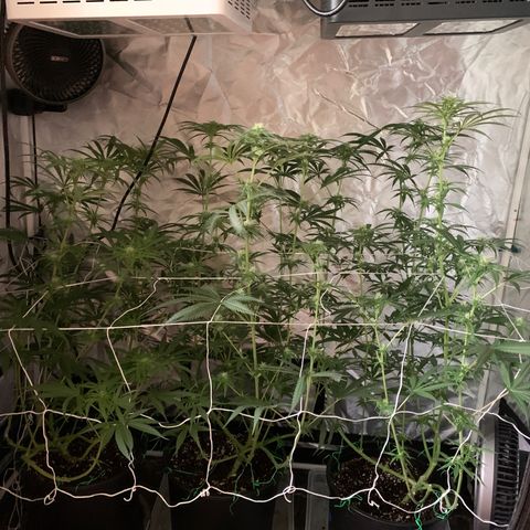 Blue Dream growlog timeline photo