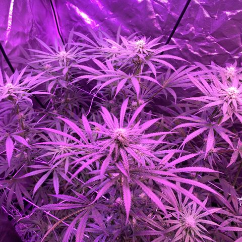 Blue Dream growlog timeline photo