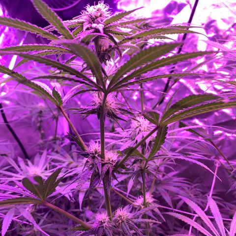 Blue Dream growlog timeline photo