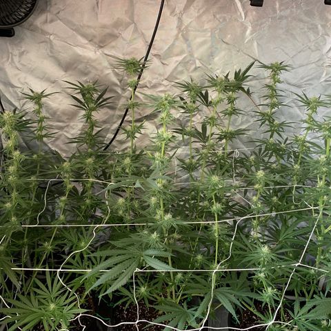 Blue Dream growlog timeline photo