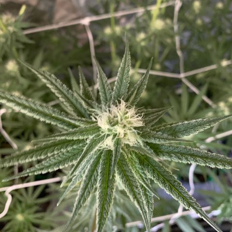 Blue Dream growlog timeline photo