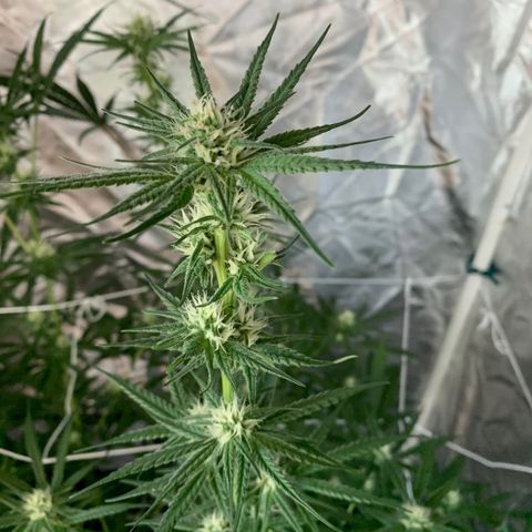 Blue Dream growlog timeline photo