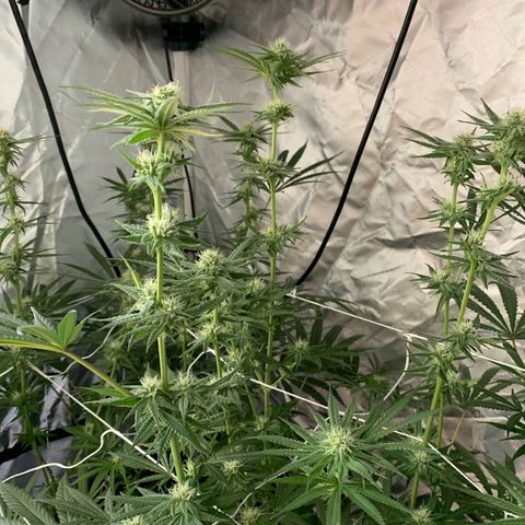 Blue Dream growlog timeline photo