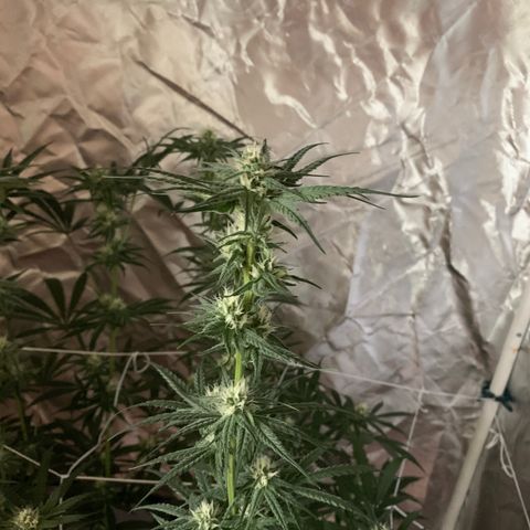 Blue Dream growlog timeline photo