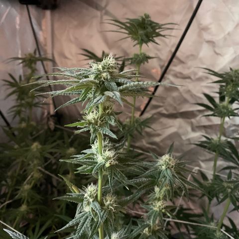 Blue Dream growlog timeline photo