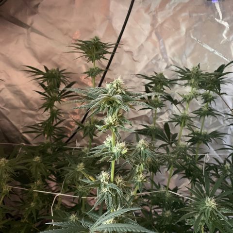 Blue Dream growlog timeline photo