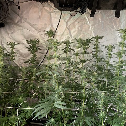 Blue Dream growlog timeline photo