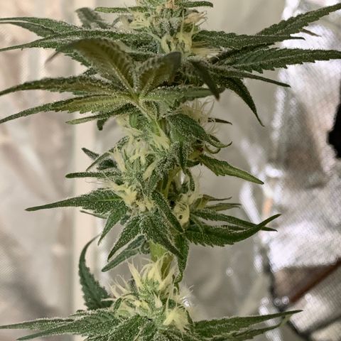 Blue Dream growlog timeline photo
