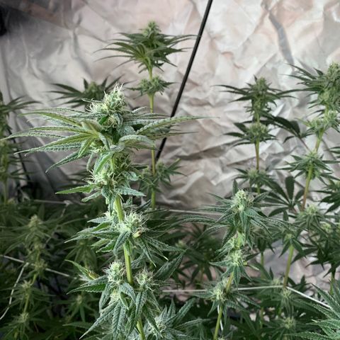Blue Dream growlog timeline photo