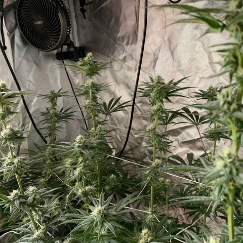 Blue Dream growlog timeline photo
