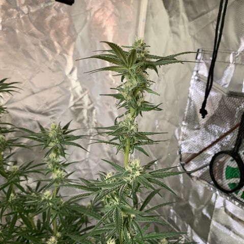 Blue Dream growlog timeline photo