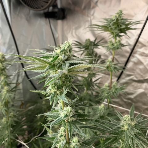 Blue Dream growlog timeline photo