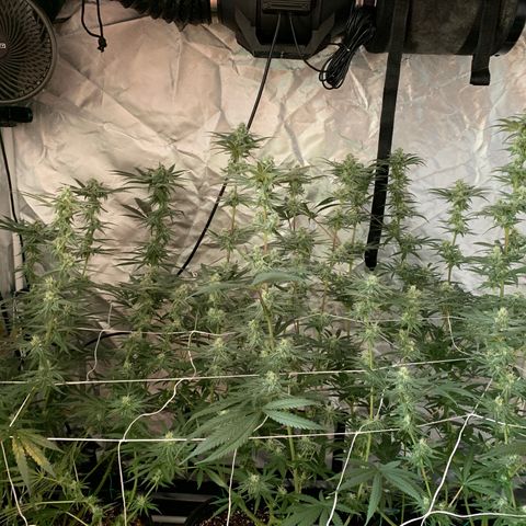Blue Dream growlog timeline photo