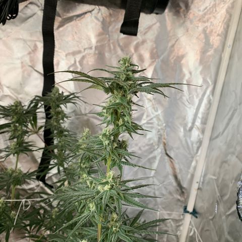 Blue Dream growlog timeline photo