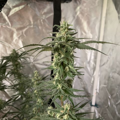 Blue Dream growlog timeline photo
