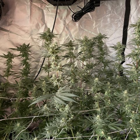 Blue Dream growlog timeline photo