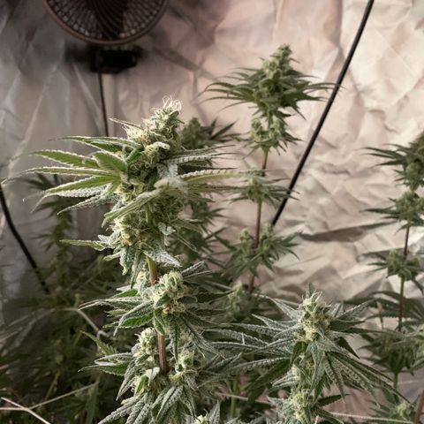 Blue Dream growlog timeline photo