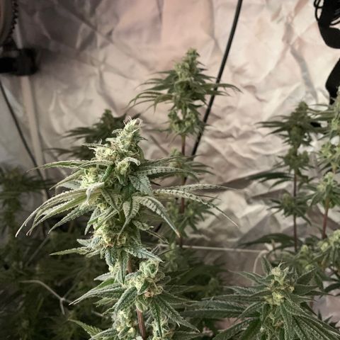Blue Dream growlog timeline photo