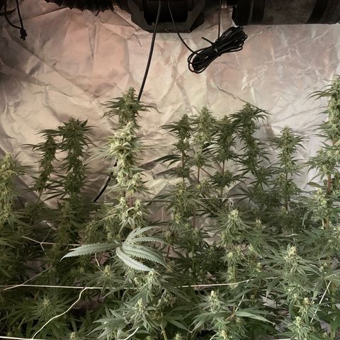 Blue Dream growlog timeline photo