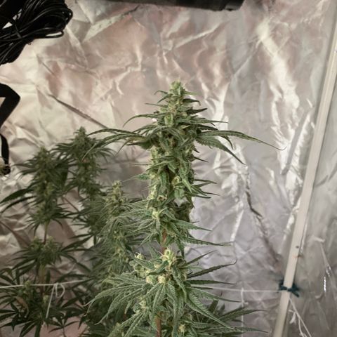 Blue Dream growlog timeline photo