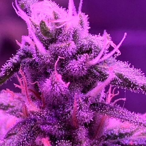Blue Dream growlog timeline photo