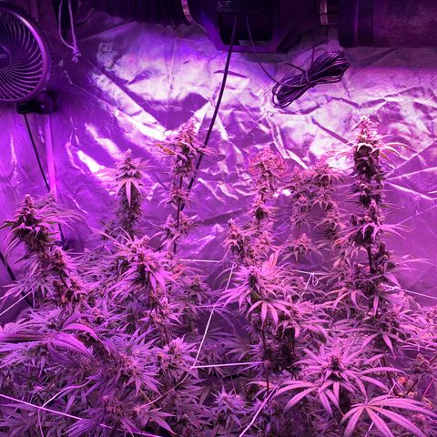 Blue Dream growlog timeline photo