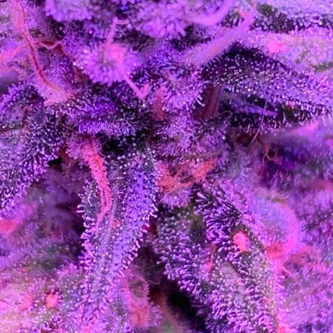 Blue Dream growlog timeline photo