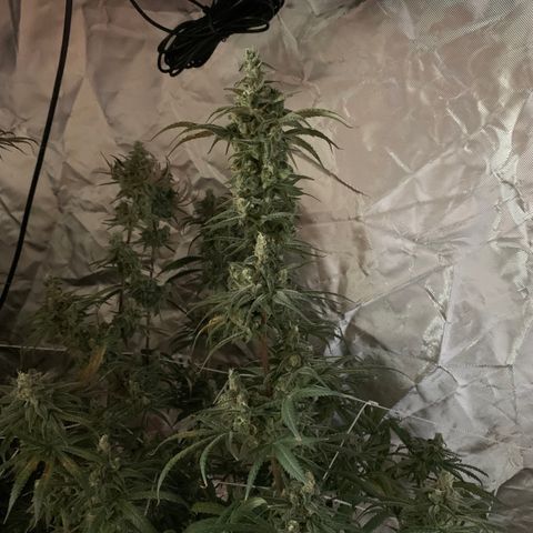 Blue Dream growlog timeline photo