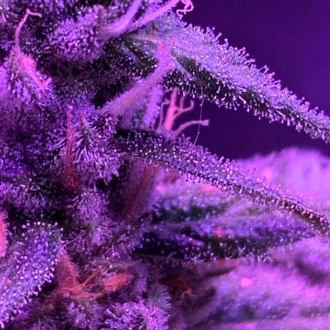 Blue Dream growlog timeline photo